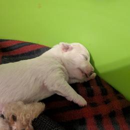 Bichon Frise Puppies from Jawoofski's Bichons
