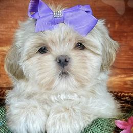 Shih Tzus from The Shih Tzu Queen