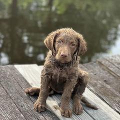 Chesapeake Bay Retrievers from Blackwater Creek Chesapeake’s
