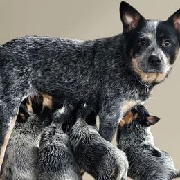 Girl 2 - Blue female Australian Cattle Dog puppy in Dalton, Pennsylvania from Whiteduck Mountain Kennel AKC Australian Cattle Dogs and AKC Fox Red Labrador Retrievers