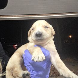 Tinsel - Golden female Golden Retriever puppy in Greenbrier, Tennessee from Glambleberry Goldens