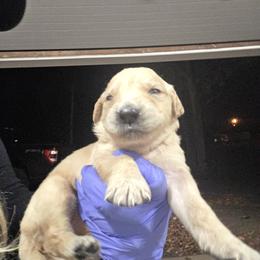 Tinsel - Golden female Golden Retriever puppy in Greenbrier, Tennessee from Glambleberry Goldens