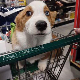 Flame - Pembroke Welsh Corgi