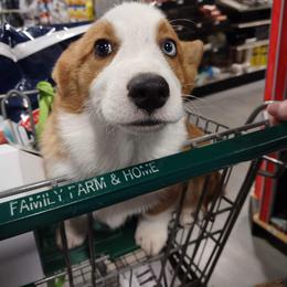 Flame - Pembroke Welsh Corgi