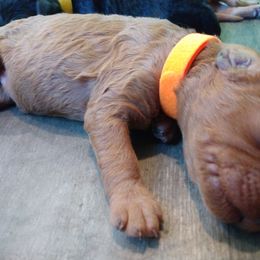 Labradoodle Puppies from Sakura Pups