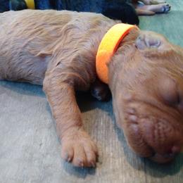 Labradoodle Puppies from Sakura Pups