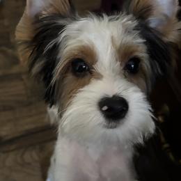 Yorkshire Terrier puppies from Rosenthal Yorkies