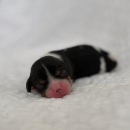 Jasper - Tri-color male Cavalier King Charles Spaniel puppy in Broxton, Georgia from Cavalier & Co.
