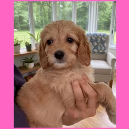 Honey: Dark Pink Collar - Apricot female Goldendoodle puppy in Raceland, Louisiana from Cajun Doodles