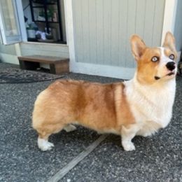 American Corgis from PNW Corgis