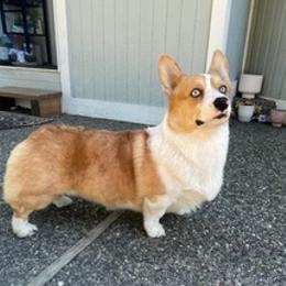 American Corgis from PNW Corgis