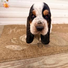 RUBEN MC 43 - Black white and brown male Basset Hound puppy in Conway, Missouri from Ozark Mountain Kennel