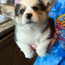Marlin - Black and tan male Pembroke Welsh Corgi puppy in Aberdeen, Washington from Coastal country Farms