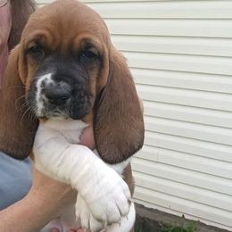 Shelby - Brown black and white female Basset Hound puppy in Imler, Pennsylvania from Happy Hounds