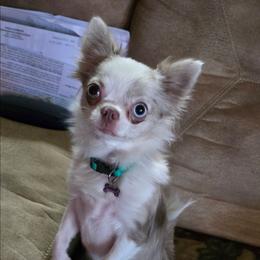 Hallie - Chihuahua