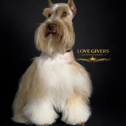 Blondie - Miniature Schnauzer