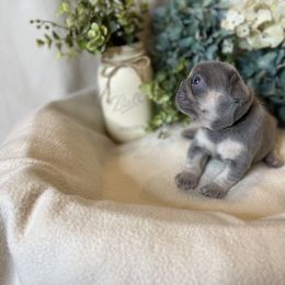 French Bulldog Puppies from Cuddlebug Frenchies