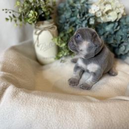 French Bulldog Puppies from Cuddlebug Frenchies