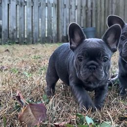 French Bulldogs from Bulliesbybrendo