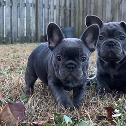 French Bulldogs from Bulliesbybrendo