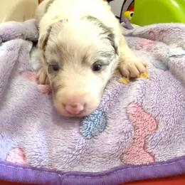 Dolly - Lilac merle female Border Collie puppy in Richland Hills, Texas from Bordercollieblues