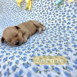 Bernie - male Cavapoochon puppy in Bullard, Texas from Cavapoochon Central LLC