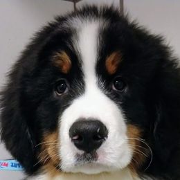 Bernese Mountain Dog Puppies from Pasch’s beautiful bernese