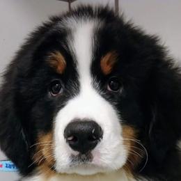 Bernese Mountain Dog Puppies from Pasch’s beautiful bernese