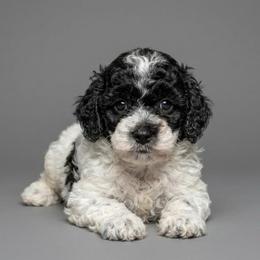 Ember - Parti female Poodle puppy in Weston, Florida from Miami Toy Poodles
