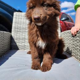 Fudge - Liver female German Shepherd puppy in Los Lunas, New Mexico from Mali's German Shepherds LLC
