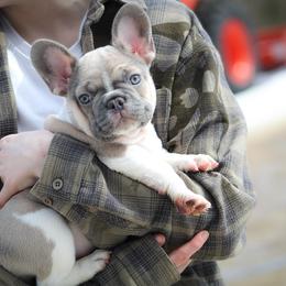 Miso Soup - Blue fawn female French Bulldog puppy in New Hampton, New Hampshire from Kismet French Bulldogs