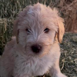 Beau-Star - Cream male Labradoodle puppy in Churchill County Fallon, Nevada from Card Family Ranch