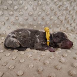 Puppy 6 - Blue and tan female Dachshund puppy in Krum, Texas from Dots N Spots Dachshunds