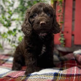 Snickerdoodle - Chocolate female Australian Labradoodle puppy in Brush Prairie, Washington from Fancy Pants Labradoodles