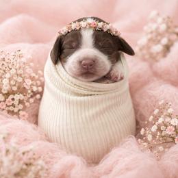 Maisie - Tri-Roan female English Springer Spaniel puppy in Lincoln, Texas from LeeCo. Springers