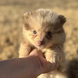 Nakoa - Cream male Companion Cross puppy in Willow Spring, North Carolina from GTBBF Pomeranians