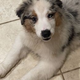 Australian Shepherd All Grown Up from Mad Ranch