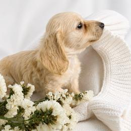 Finley - Cream male Dachshund puppy in Sebring, Florida from Mini Weenies