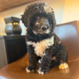 Willow - Merle female Bernedoodle puppy in Bellevue, Iowa from Blended Acres & Kennels