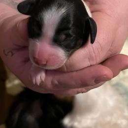 Black pie - Piebald female Dachshund puppy in West Plains, Missouri from Spring Creek Dachshunds
