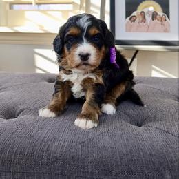 Aunt May - Tri-color female Bernedoodle puppy in Murray, Utah from Sun Valley Doodles