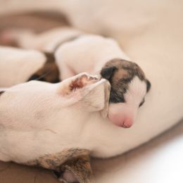 Whippet Puppies from Aperture Whippets