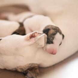 Whippet Puppies from Aperture Whippets