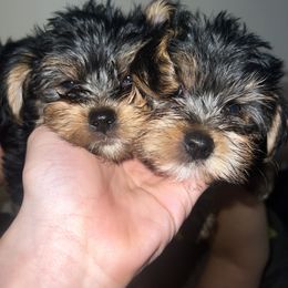 Yorkshire Terrier Puppies from Little Yorkes of Boston