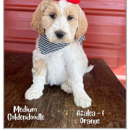 Azalea - Parti female Goldendoodle puppy in Fort Lupton, Colorado from Puppy Paws Colorado