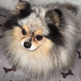 Gizmo - Pomeranian