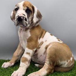 Great Dane Puppies from Top Brackett Danes