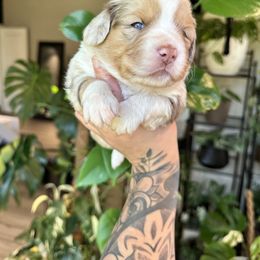 Miniature American Shepherd and Miniature Australian Shepherd Puppies from Whiskeytown Aussies