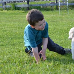 Poodle Puppies from D and D Standard Poodles