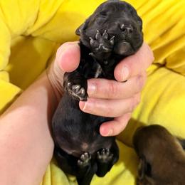 Brian - Gray (blue) male Dachshund puppy in Knoxville, Tennessee from East TN Dachshunds